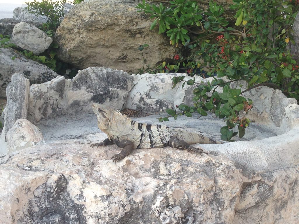 The iguana knows what's up. Cancun is meant for relaxing in the sun. (Credit: Samantha Sault)