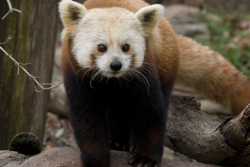 Red Panda (Courtesy Smithsonian National Zoo)