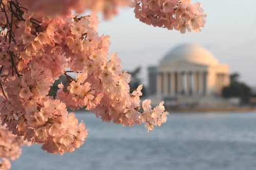 National Cherry Blossom Festival at the Tidal Basin (Courtesy: National Cherry Blossom Festival)